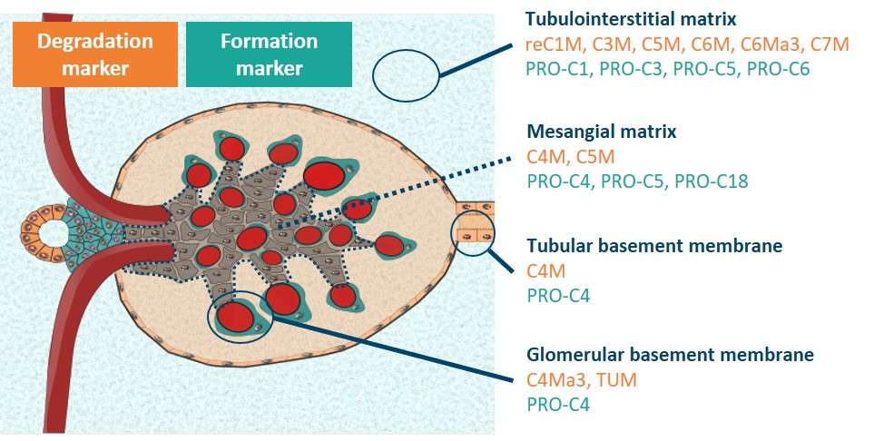 Formation and Degradation Biomarkers in the Kidney