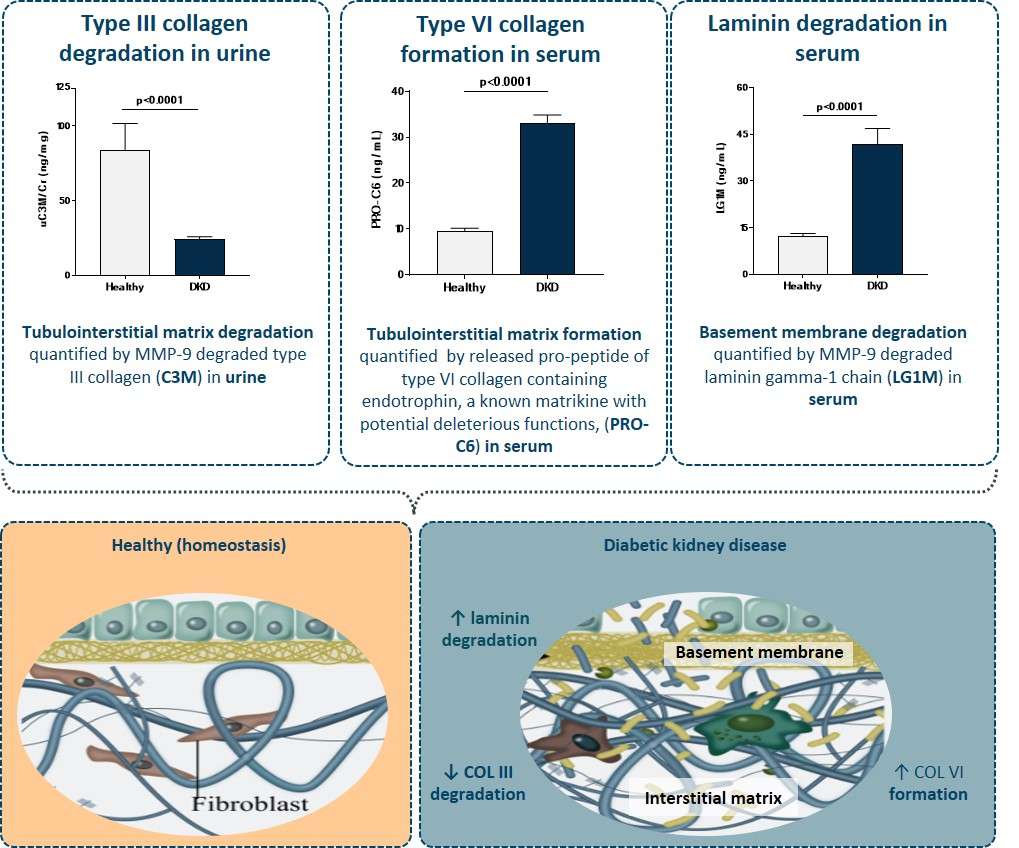 Healthy vs diabetic kidney biomarkers