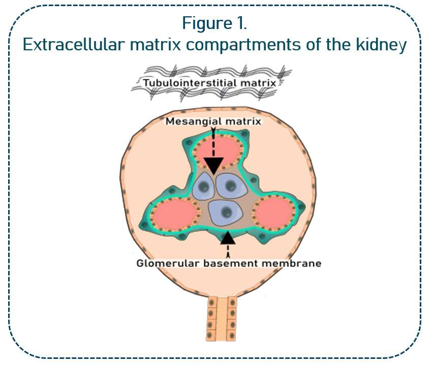Extracellular matrix compartments of the kidney