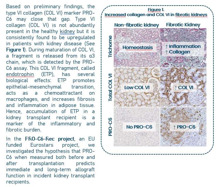 Increased COL VI and collagen in fibrotic kidneys