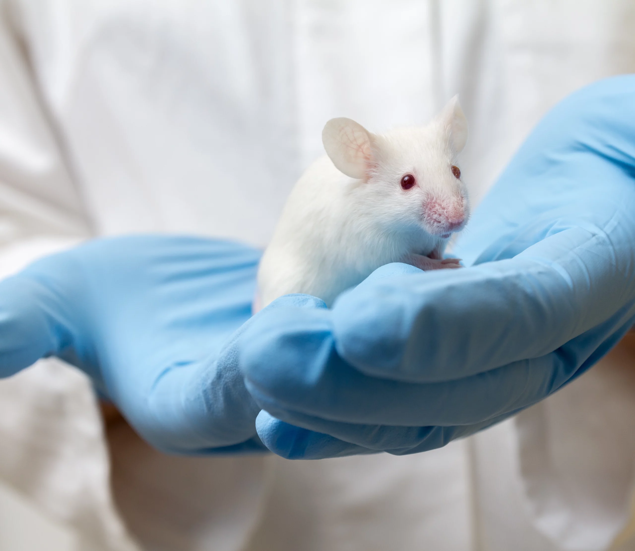 Bile duct ligation in animal models