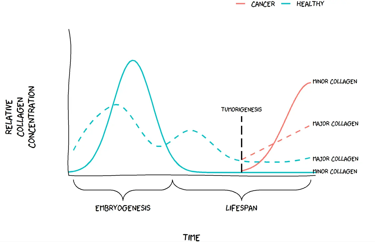 Minor Collagen Hypothesis in Cancer