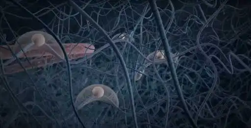 Extracellular Matrix Animation