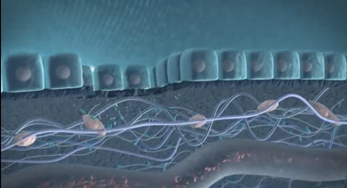 Biomarkers in Drug Development