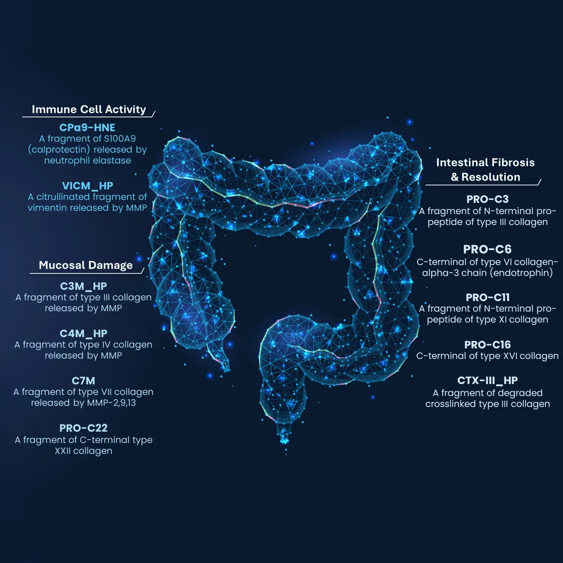 ECM Biomarkers Can Assess Disease Burden and Treatment Response in Ulcerative Colitis (UC)